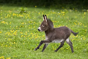 Field Prints: Baby Miniature Donkey foal running in a field of yellow flowers