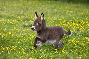 Field Prints: Baby Miniature Donkey foal running in a field of yellow flowers