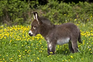 Field Prints: Baby Miniature Donkey Foal standing in a Field of Yellow Flowers