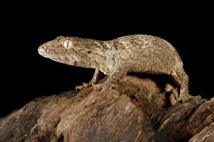Many Science & Medical Prints: Baby New Caledonia Giant Gecko