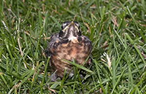 Birds Prints: Baby Robin