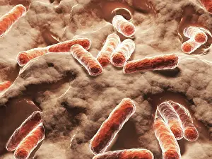 Microorganisms Prints: Bacilli, artwork
