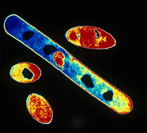 Gram Prints: Bacillus subtilis Bacteria, TEM