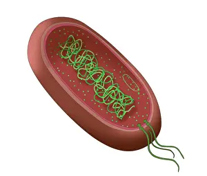 Wall Prints: Bacteria Diagram