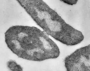 Single Celled Prints: Bacteria, Genetic Recombination, TEM