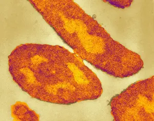 Single Celled Prints: Bacteria, Genetic Recombination, TEM