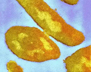 Pathogen Prints: Bacteria, Genetic Recombination, TEM