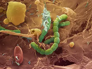 Microorganisms Prints: Bacteria, scanning electron micrograph