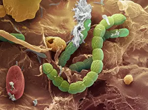 Microorganisms Prints: Bacteria, scanning electron micrograph