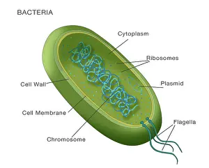 Wall Prints: Bacteria structural diagram, labeled medical visual