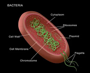Medical Prints: Bacteria structural diagram, labeled medical visual