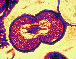 Genetics Prints: Bacterial Cell Undergoing Fission (TEM)