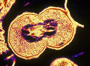 Genetics Prints: Bacterial Cell Undergoing Fission (TEM)