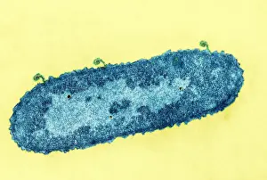 Gram Prints: Bacteriophage T-2 Infecting Escherichia coli, TEM
