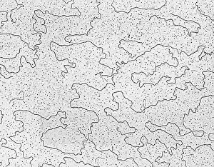 Single Celled Prints: Bacteriophage T-5 DNA, TEM