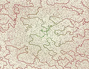 Microorganisms Prints: Bacteriophage T-5 DNA, TEM