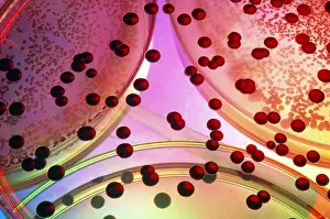Bacteria Prints: Bacterium cultures