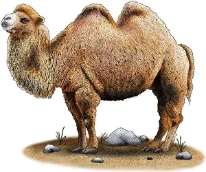 Camel Prints: Bactrian Camel