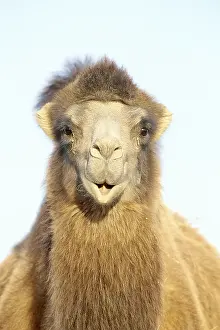 Shot Prints: Bactrian Camel (Camelus bactrianus)