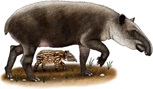 Latin Prints: Baird's Tapir