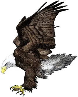 Flying Prints: Bald Eagle