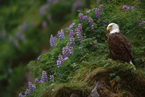 Landscapes Prints: Bald Eagle