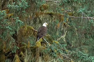 Specie Prints: Bald Eagle