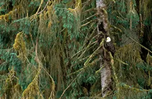Specie Prints: Bald Eagle