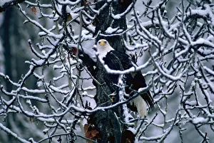 Misc 2 Prints: Bald eagle sitting in a bare tree