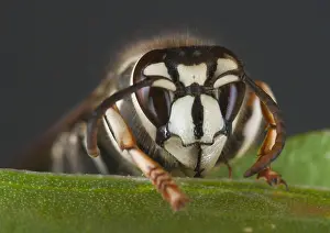 2004 Prints: Bald-faced hornet