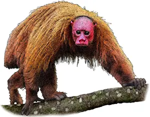 Primate Prints: Bald Uakari, Illustration