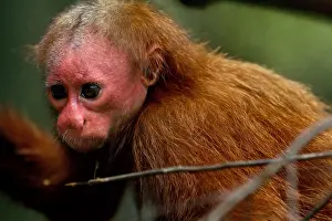 Neotropical Prints: Bald Uakari Monkey