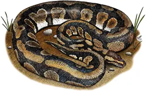 Nonvenomous Prints: Ball Python
