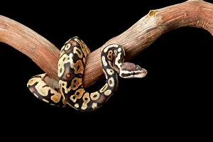 Morph Prints: Ball Python on Branch