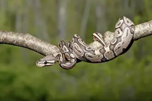 Snake Prints: Ball Python climbing on branch