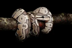 Morph Prints: Ball Python coiled on branch