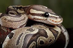Snake Prints: Ball Python coiled on branch