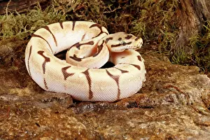 Morph Prints: Ball Python Morph