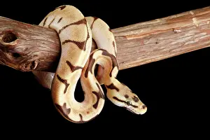 Morph Prints: Ball Python Morph on Branch
