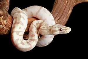 Snake Prints: Ball Python Morph on Branch