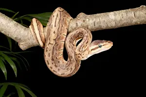 Morph Prints: Ball Python (Python regius)