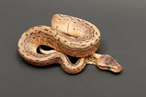 Morph Prints: Ball Python (Python regius)