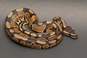 Serpentes Prints: Ball Python (Python regius)
