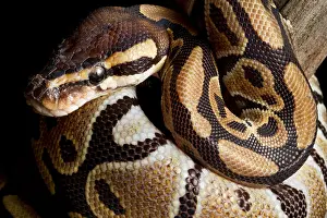Serpentes Prints: Ball Python (Python regius)
