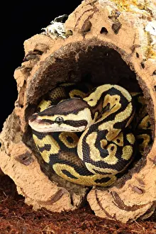 Serpent Prints: Ball Python (Python regius)