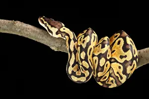 Serpent Prints: Ball Python (Python regius)