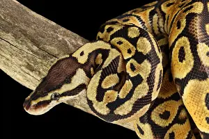 Serpent Prints: Ball Python (Python regius)