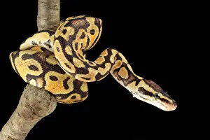 Serpent Prints: Ball Python (Python regius)