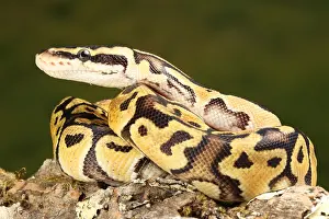 Serpent Prints: Ball Python (Python regius)