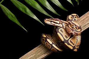 Snake Prints: Ball Python (Python regius) on branch